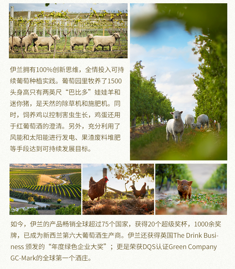 伊兰家族苏维翁白葡萄酒_10.jpg