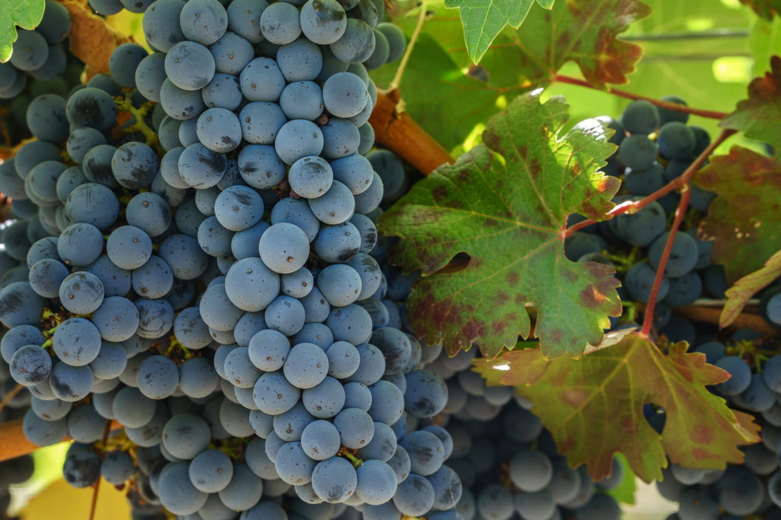 cabernet-sauvignon-grapes.jpg